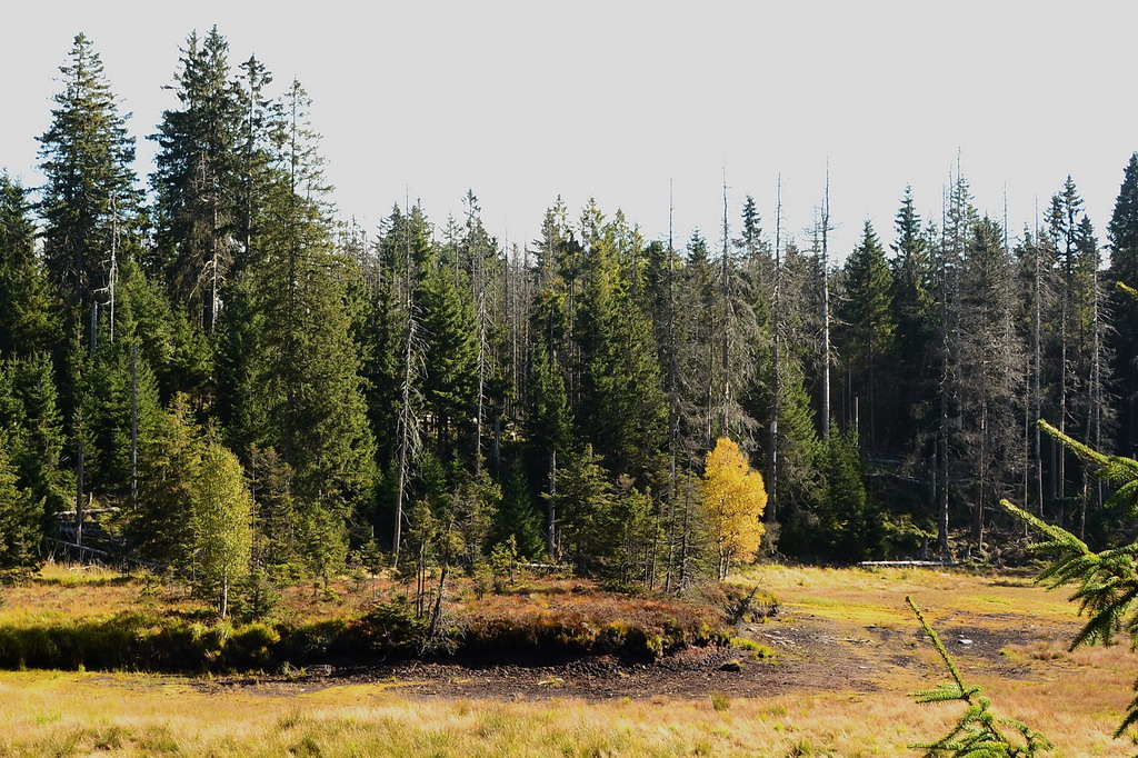 Birkengelb