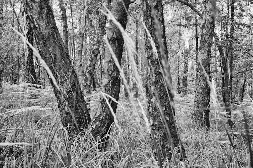birkenwald