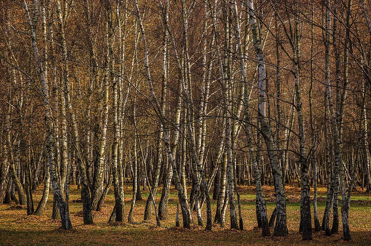 Birkenwald