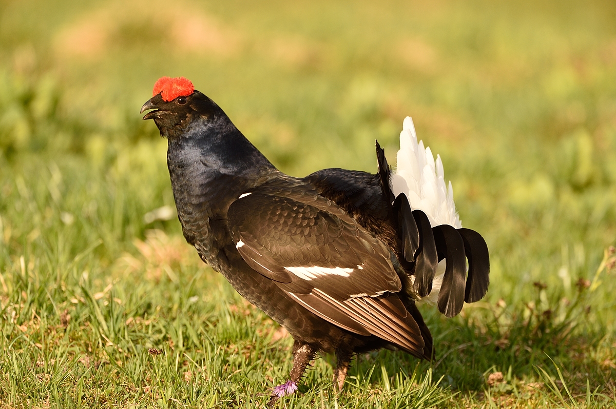 Birkhahn