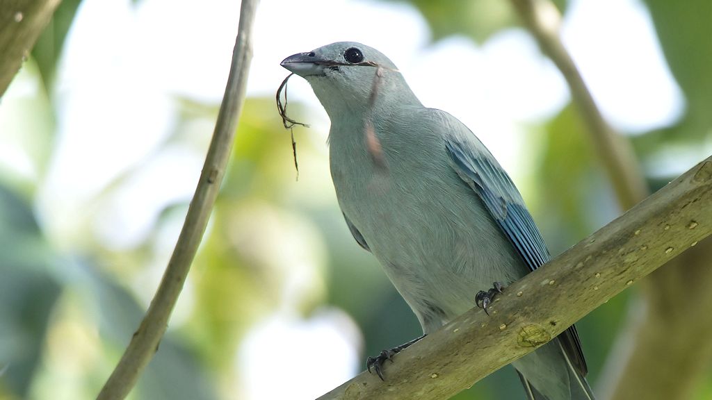Bischofstangare (Blue-greyTanager)
Botanischer Garten, Georgetown
9423