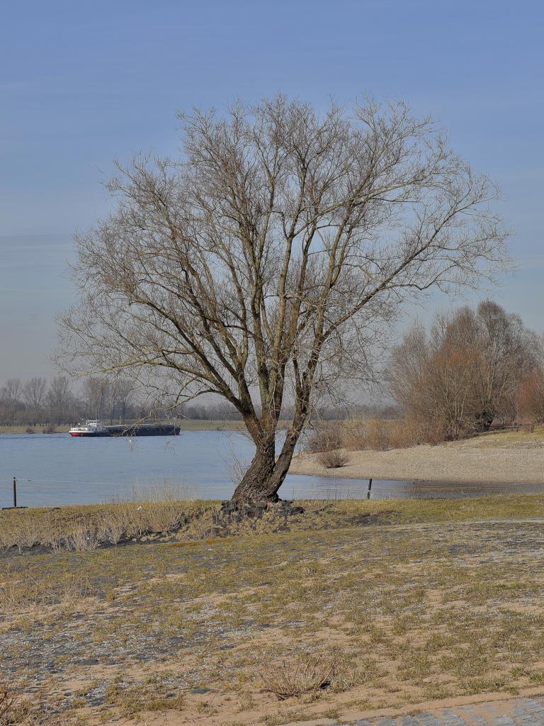 Bislich