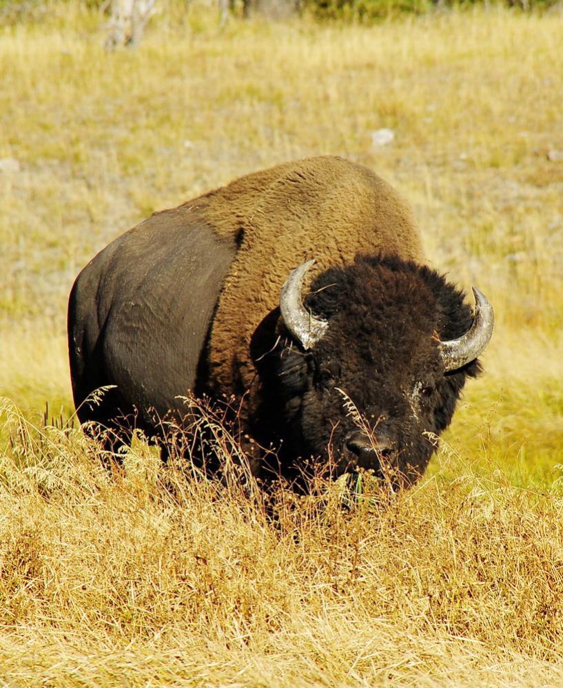 Bison Frontansicht