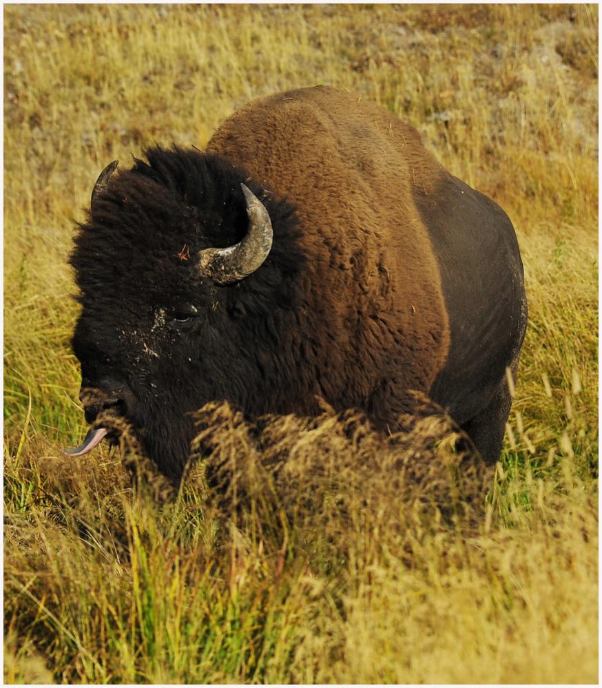 Bison im Gras
