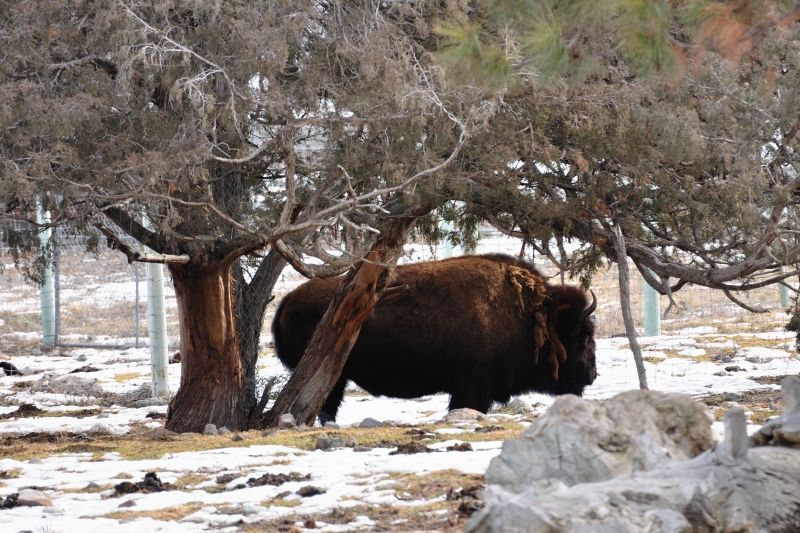 Bison im Wildlife-Park Kamloops