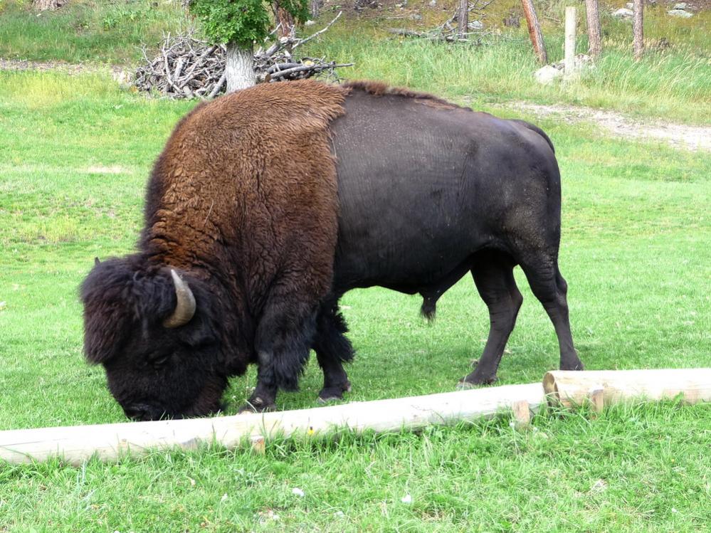 Bison im Yellowstone Nationalpark