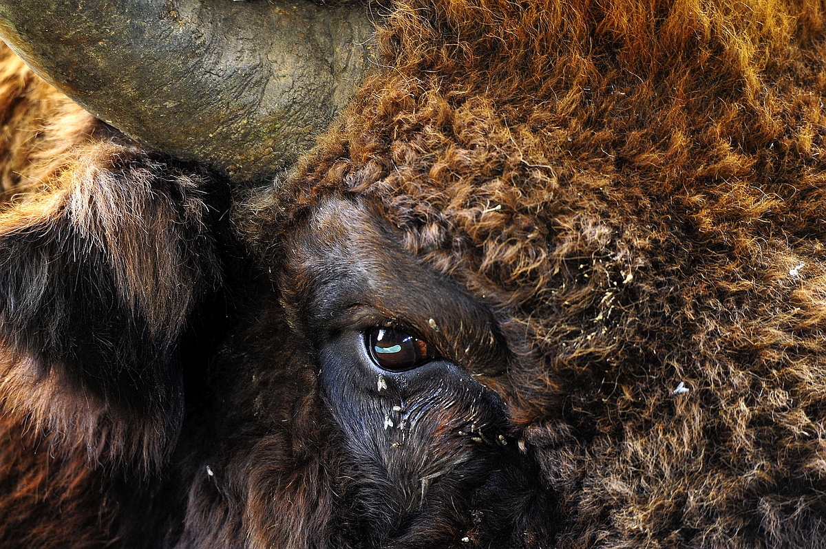 Bison-Portrait1.jpg