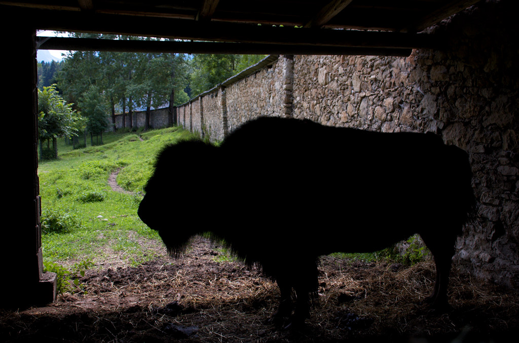 Bison (Tierpark Rosegg)
