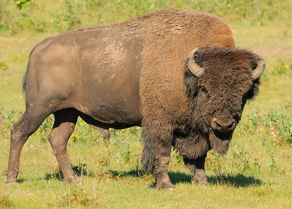 Bison