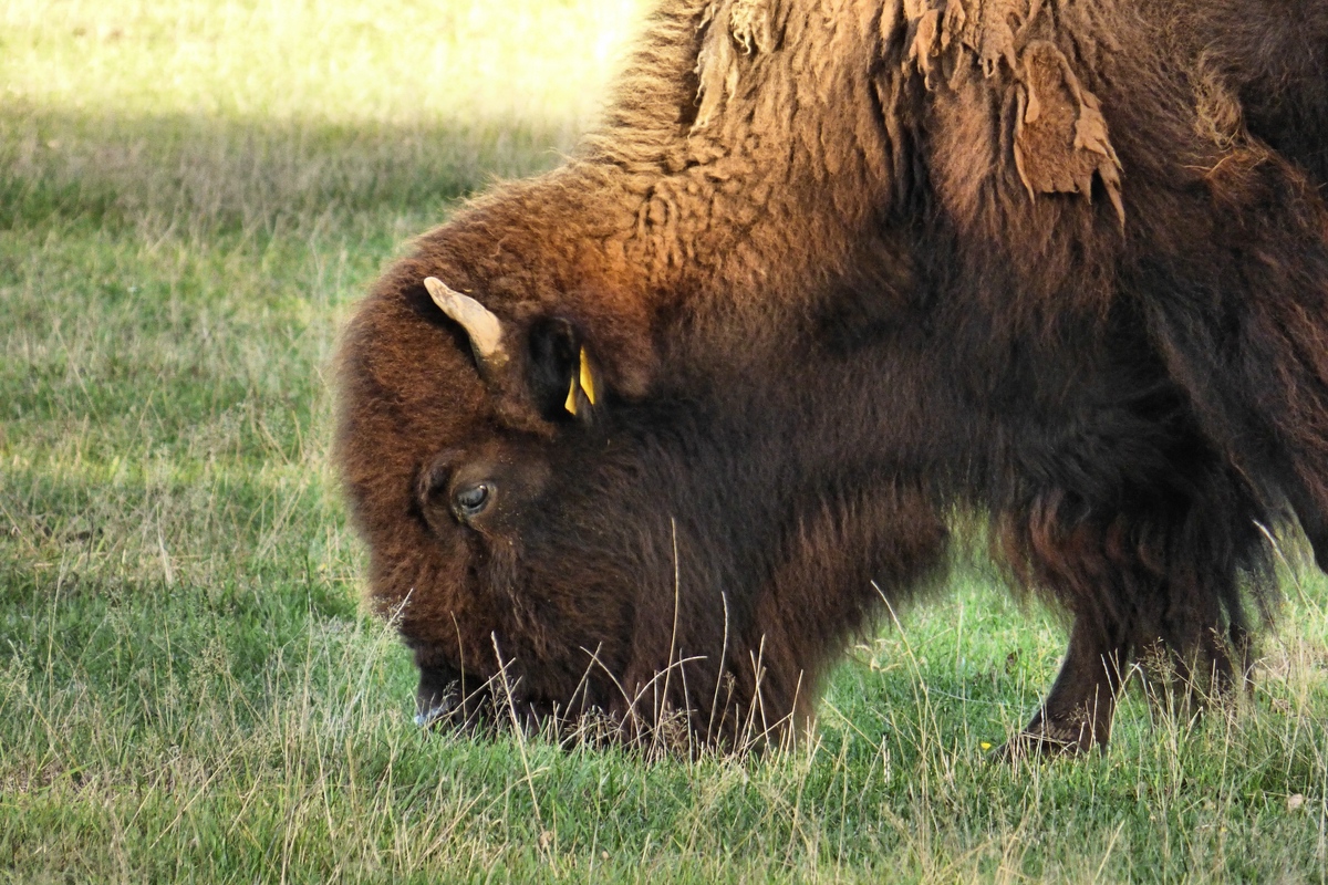 Bisonbulle.jpg
