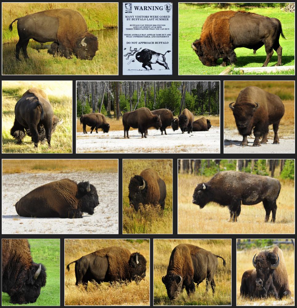Bisons im Yellowstone NP