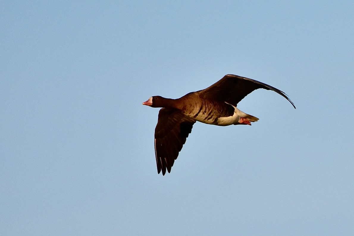 Blässgans im Flug
