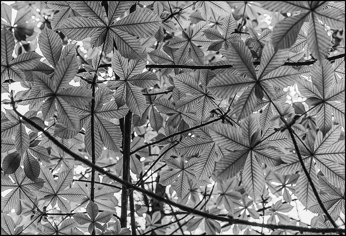 Blätterdach BW (1 von 1).JPG