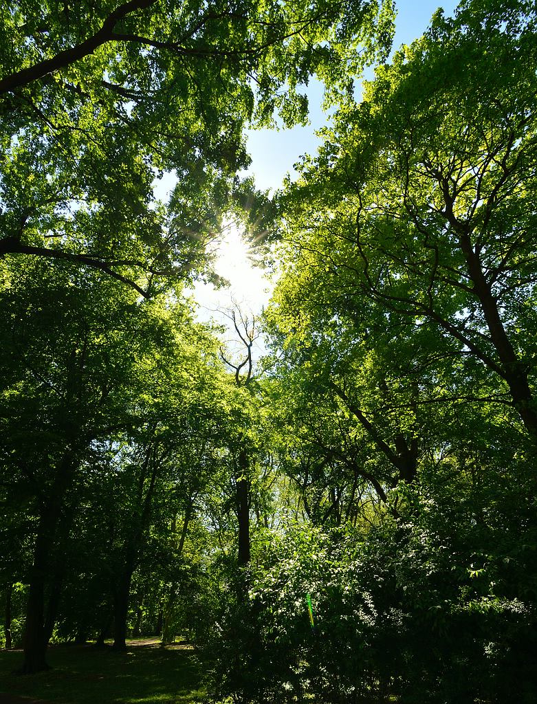 Blätterdach