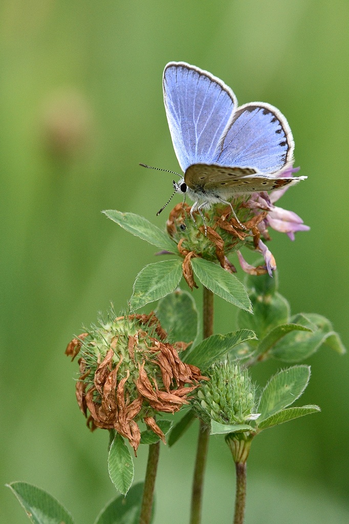 Bläuling 072015 2