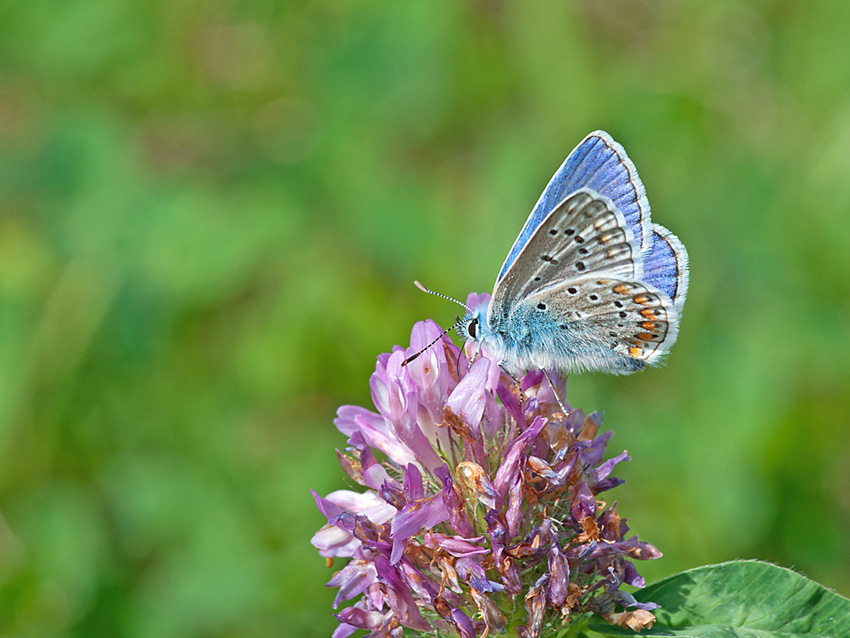 Bläuling 2012 05 10 001