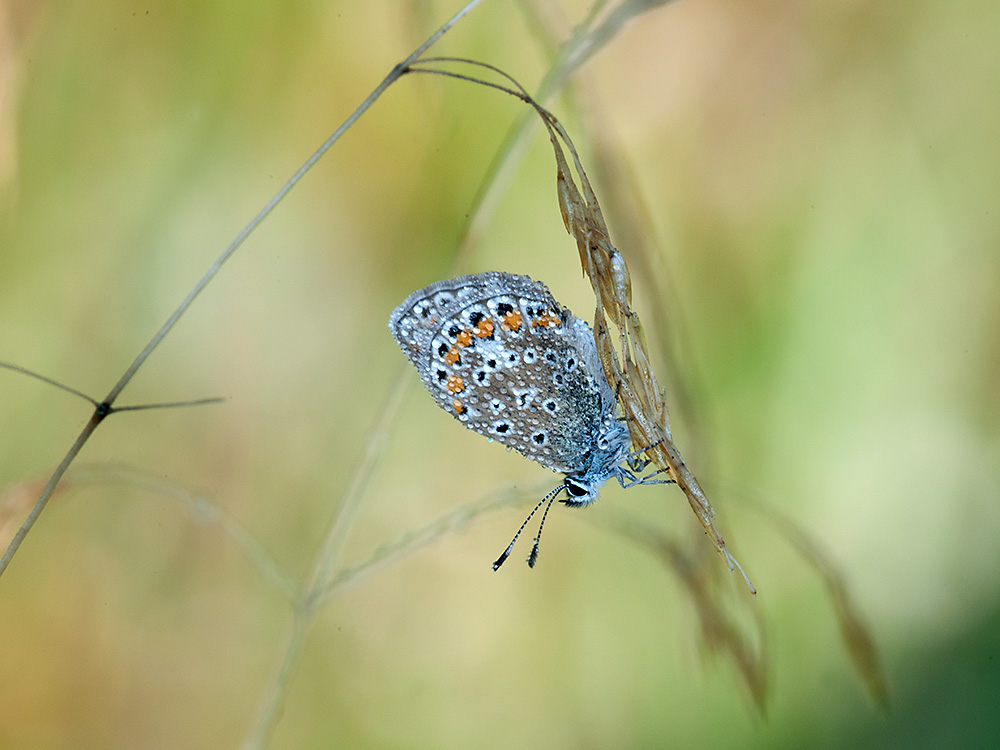 Bläuling 2013 08 29 00
