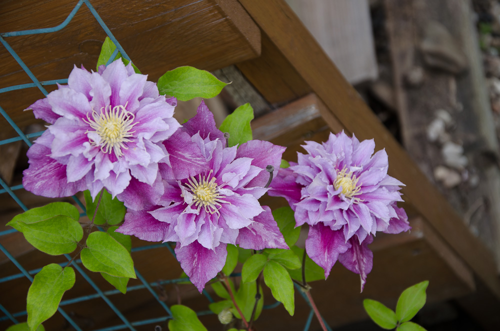 Blühende Clematis
