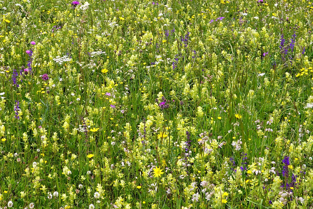 Blühende Wiese