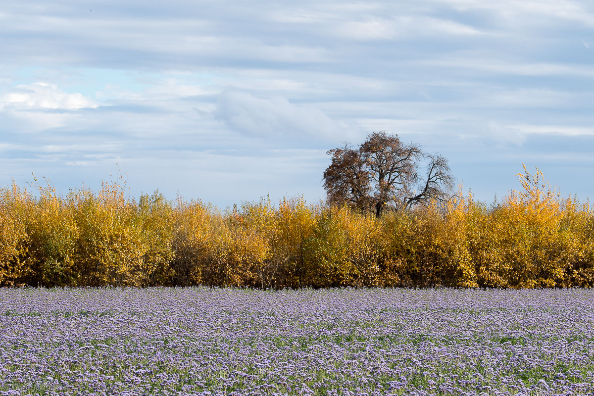 Blühendes Feld im November

11. Nov. - Nikon D500, Nikon 80-400mm @112mm