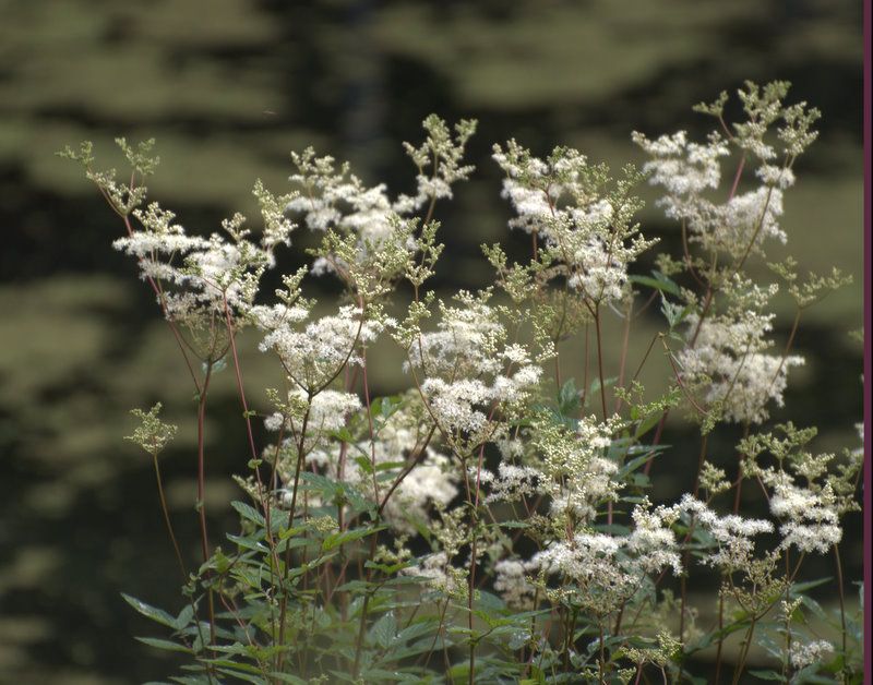 Blühendes Gras