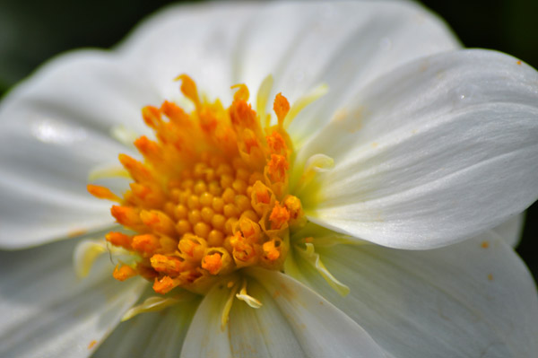 Blümchen im Sommer