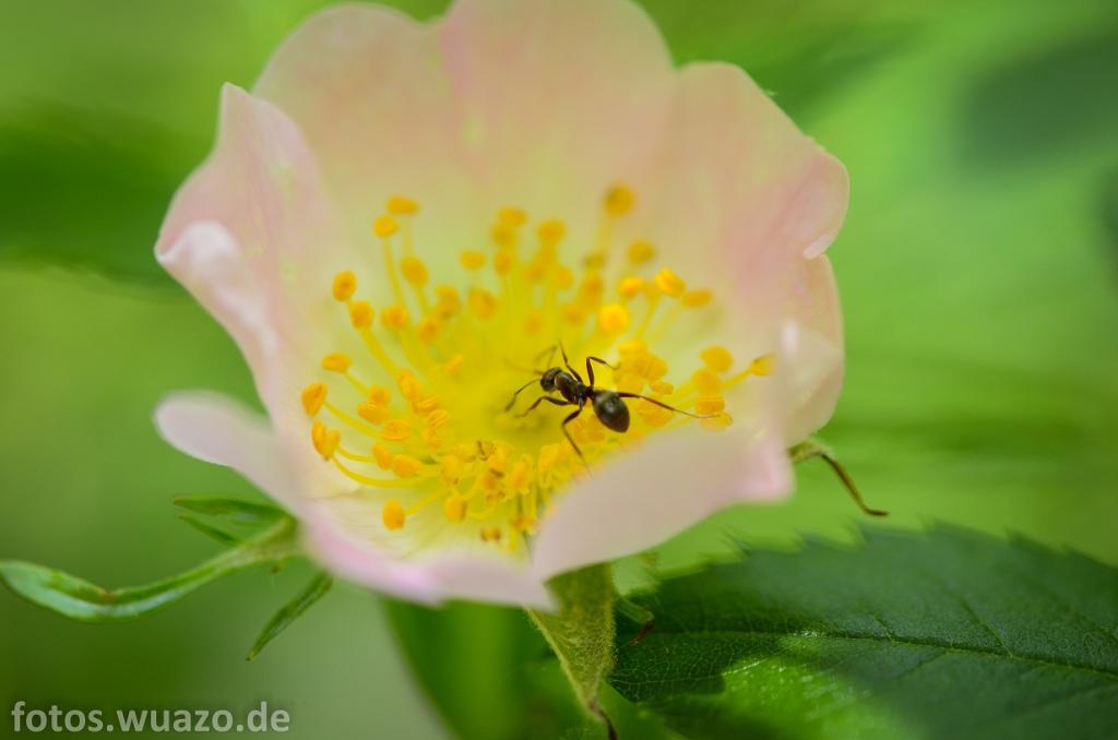 Blümchen