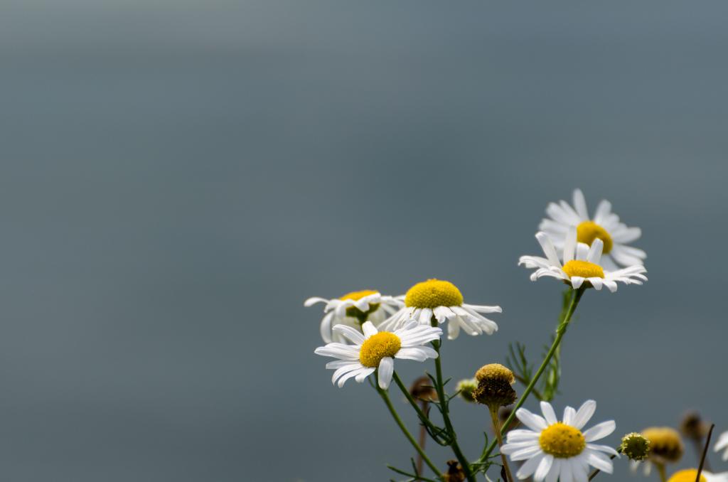 Blümchen