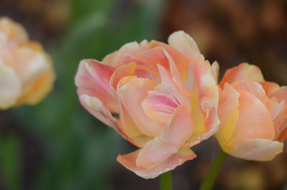 Blüte 01