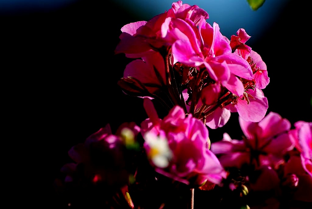 Blüte 01