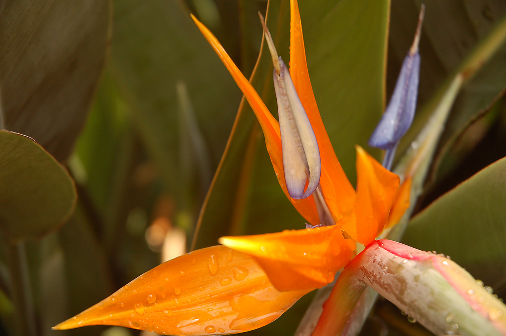 Blüte 01