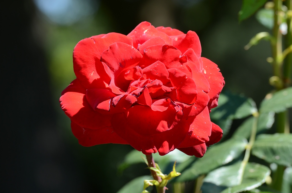 Blüte 04