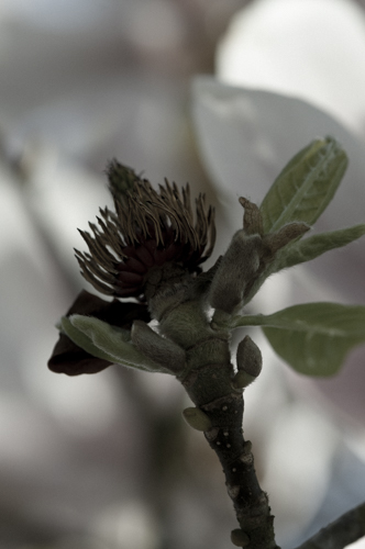 Blüte (1 von 1)
