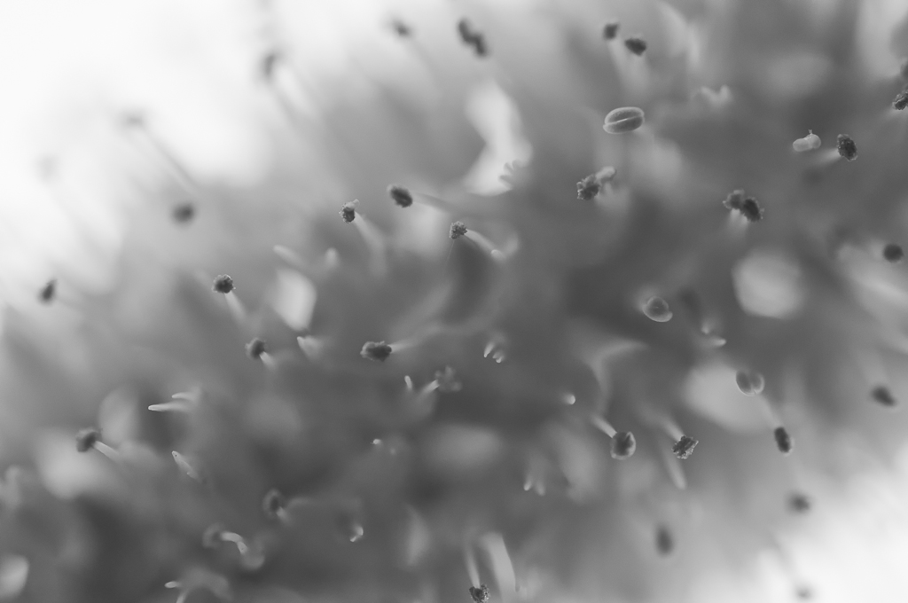 Blüte 2