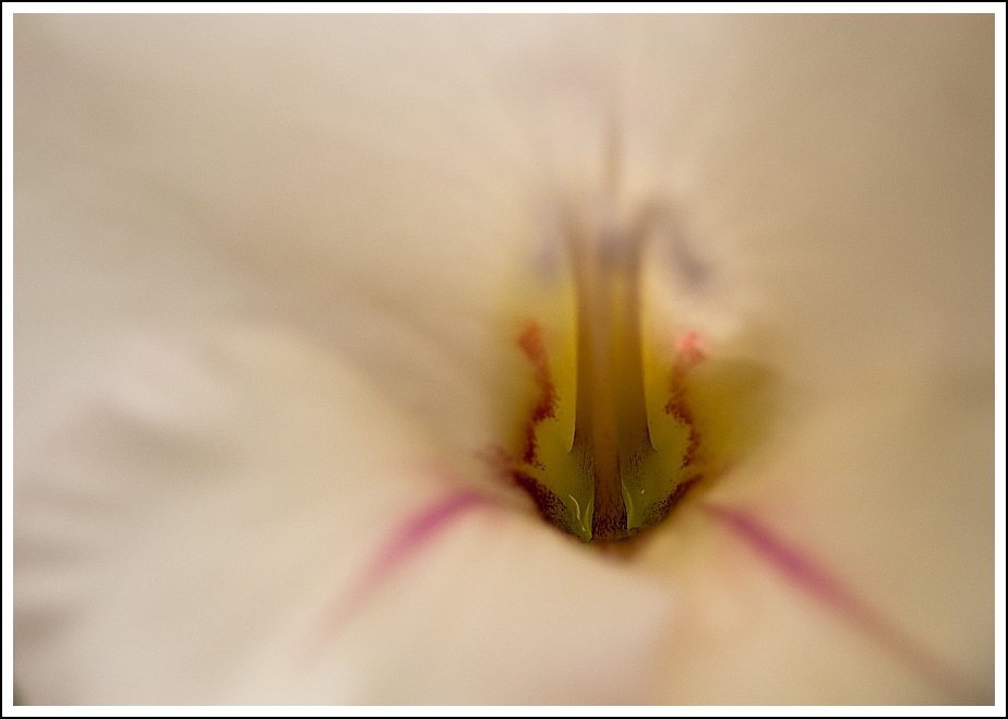 Blüte 2