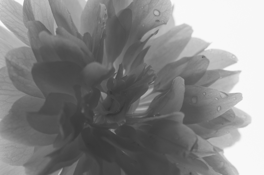 Blüte 3