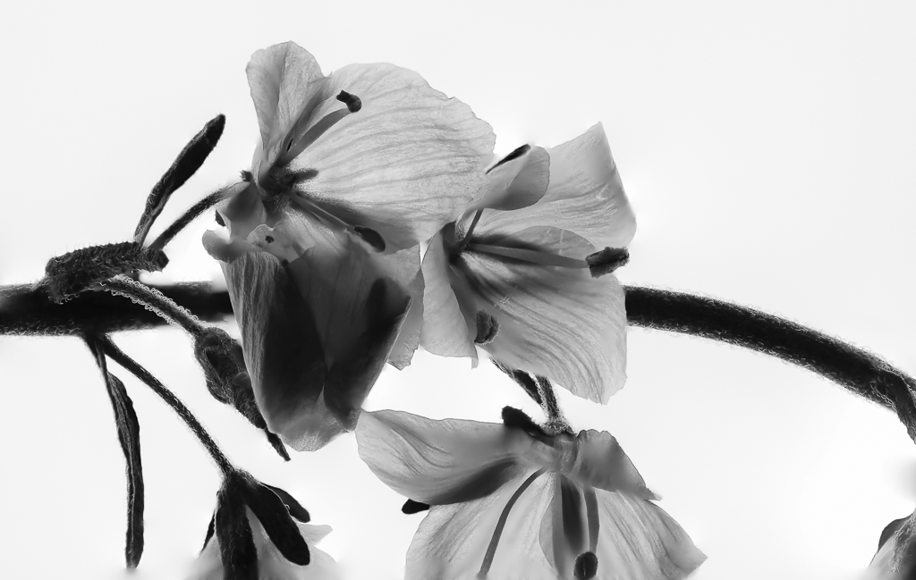 Blüte 4
