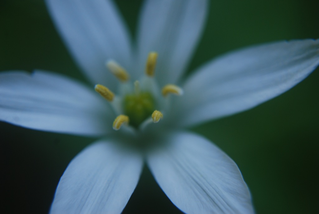 Blüte blau, 2010