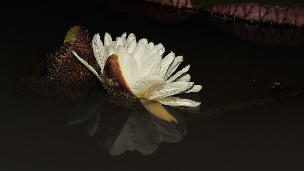 Blüte der Amzonas Riesenseerose (vitoria amazonica)
Rupununi bei Karanambu
2514