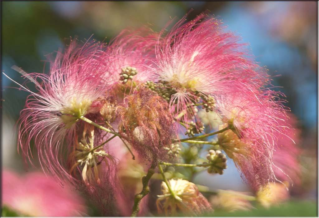 Blüte des Seidenbaums