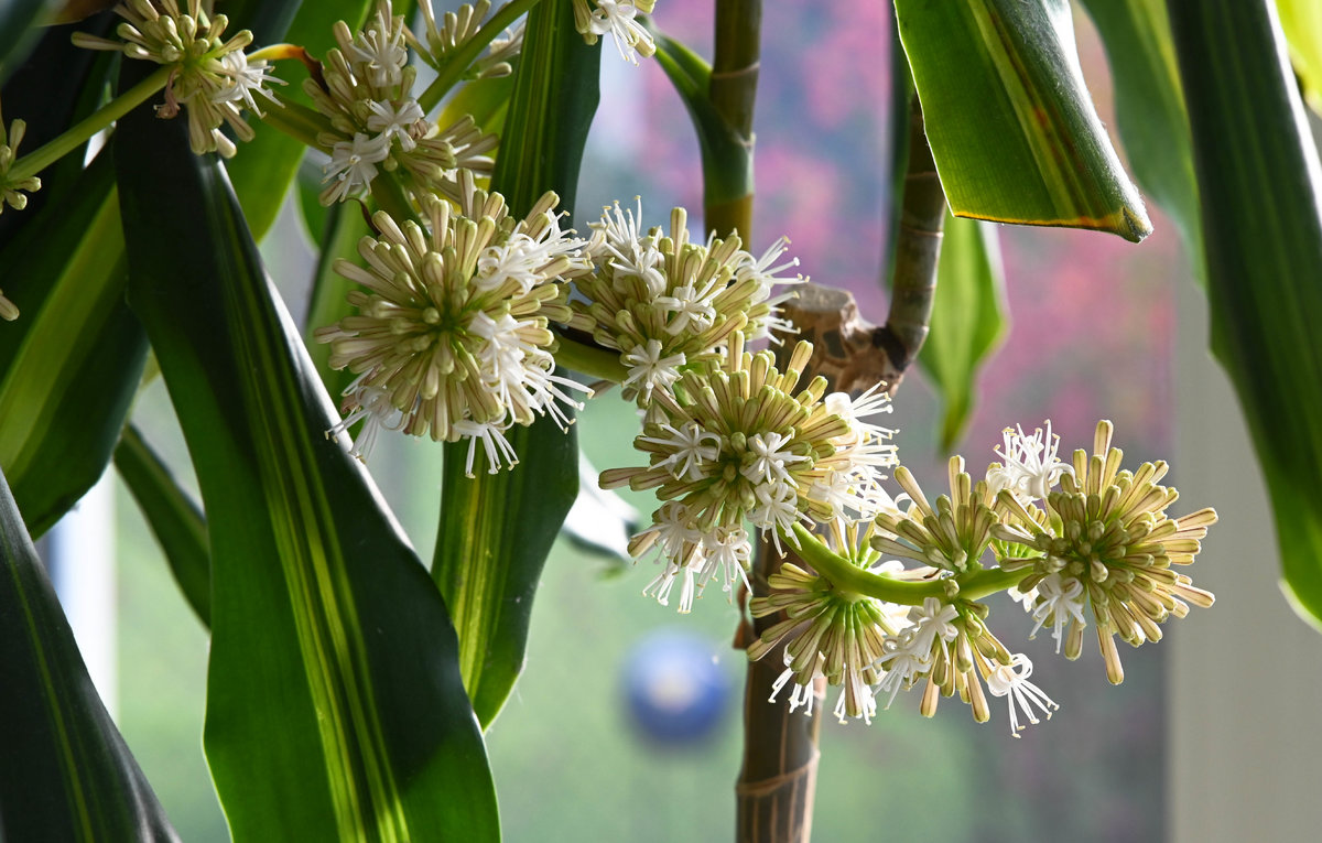 Blüte Drachenbaum.jpg