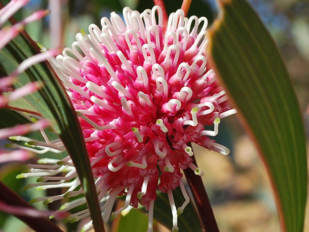 Blüte (Eukalyptus)