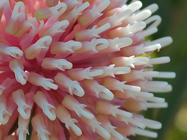 Blüte (Eukalyptus)