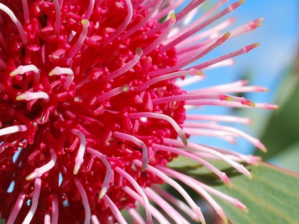 Blüte (Eukalyptus)