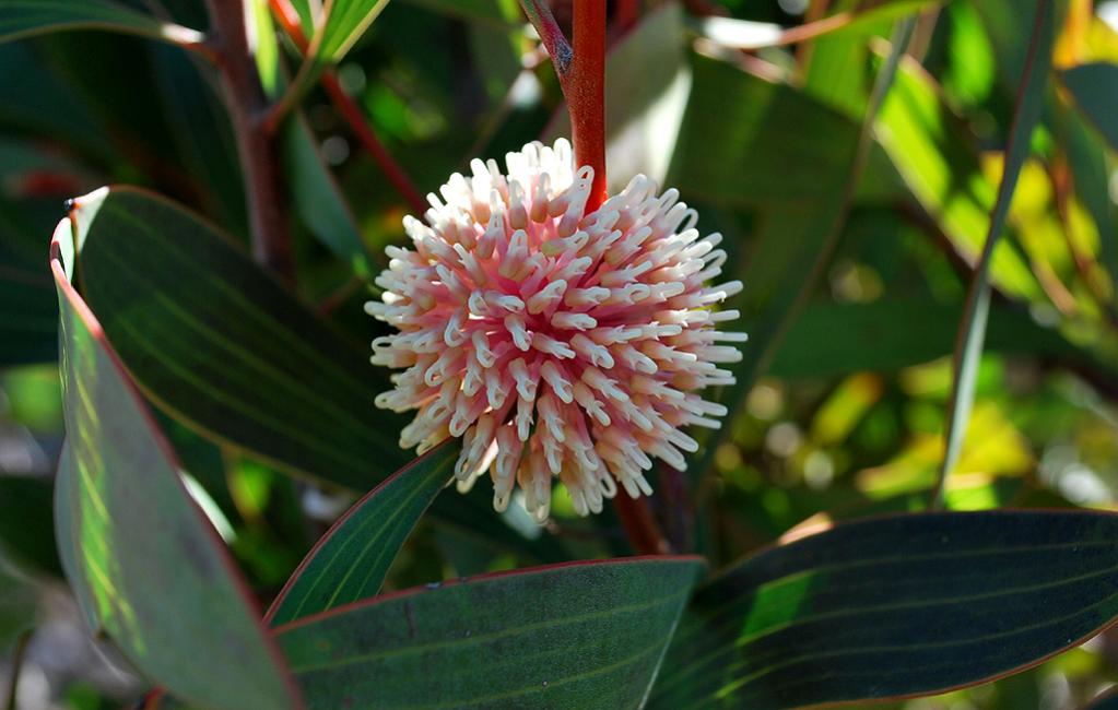Blüte (Eukalyptus)