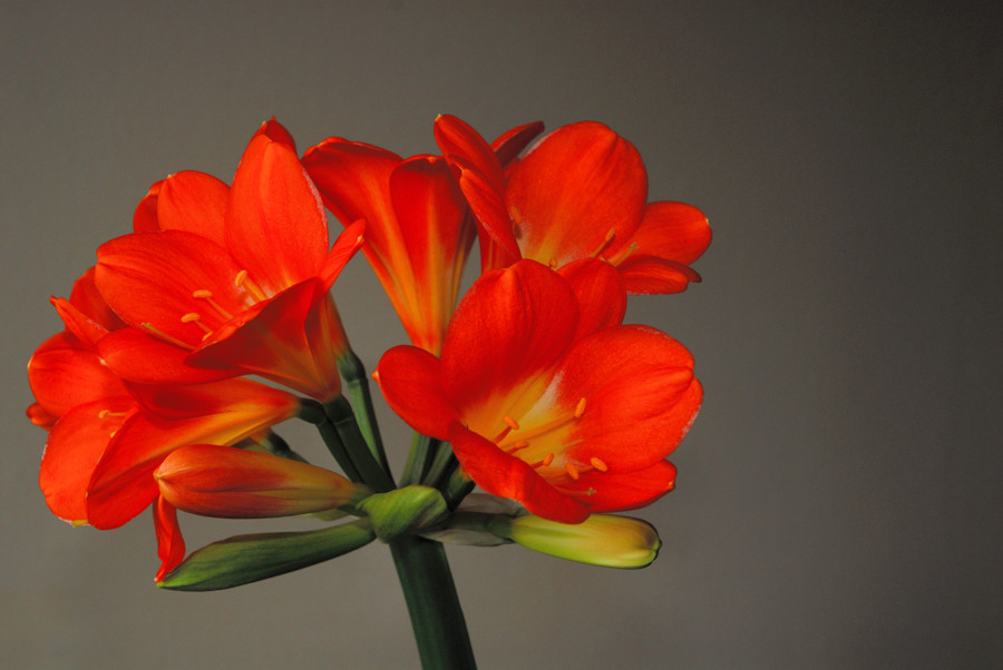 Blüte frontal