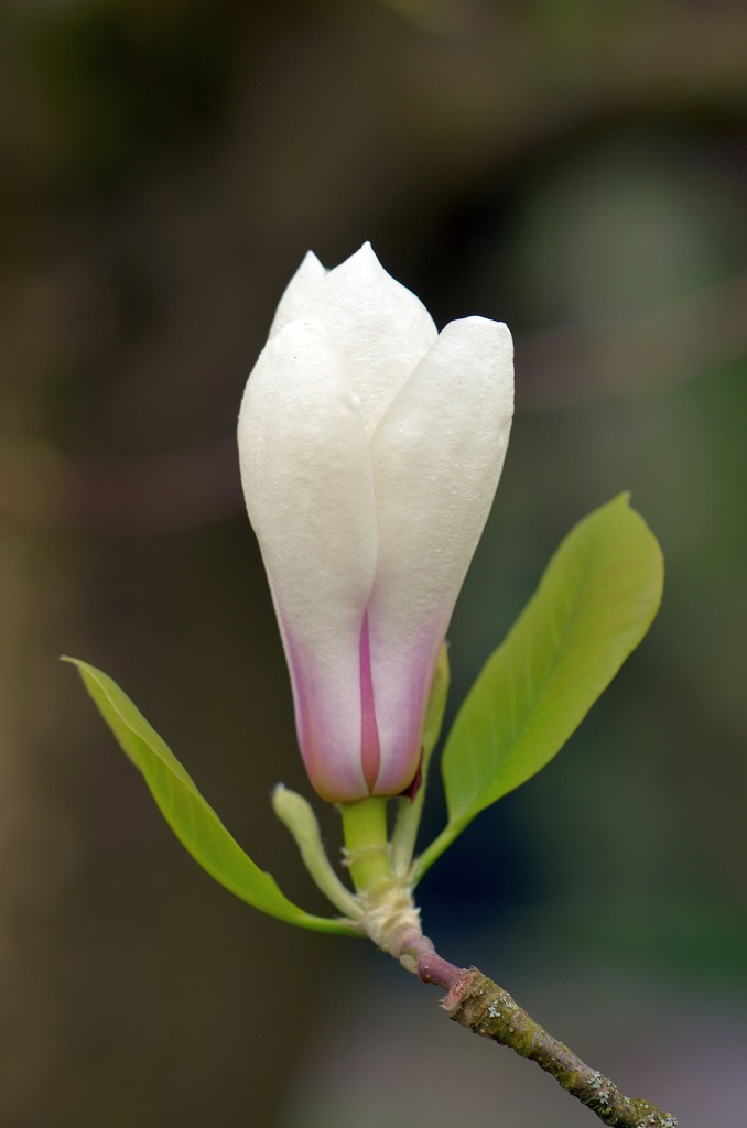 Blüte im botanischen Garten