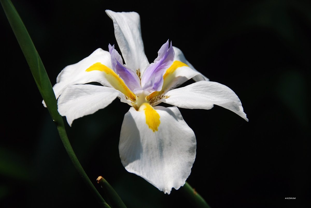 Blüte im Tsitsikamma Nationalpark