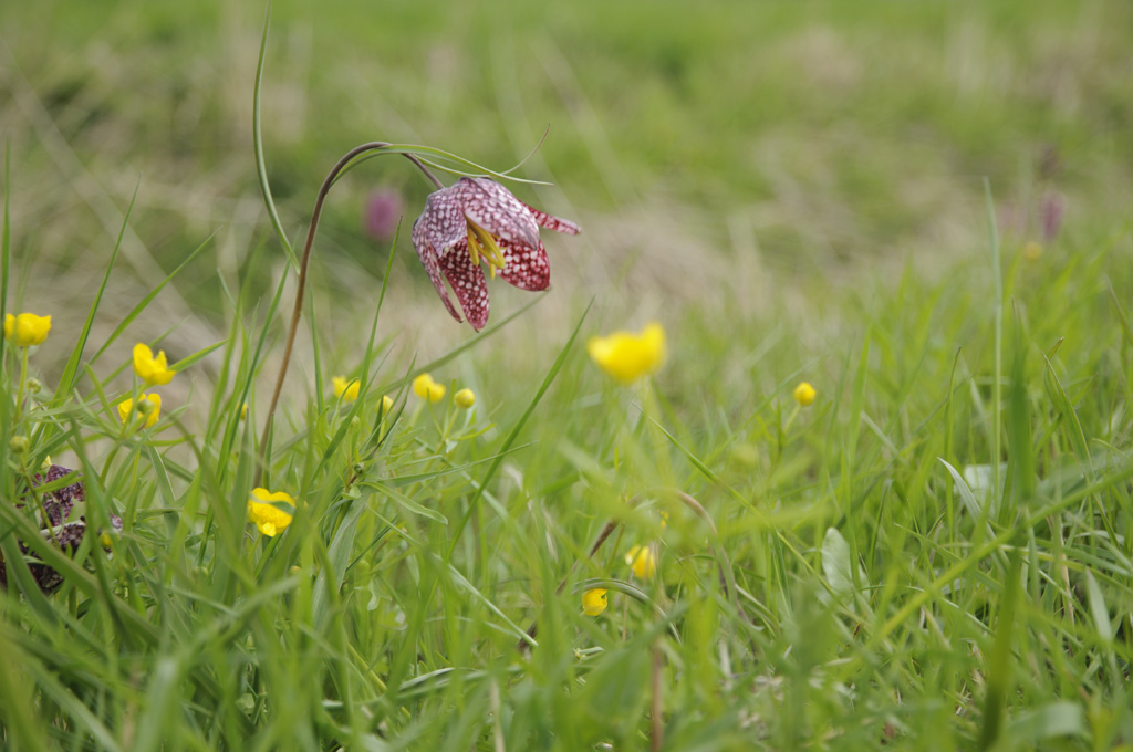Blüte im Wind
