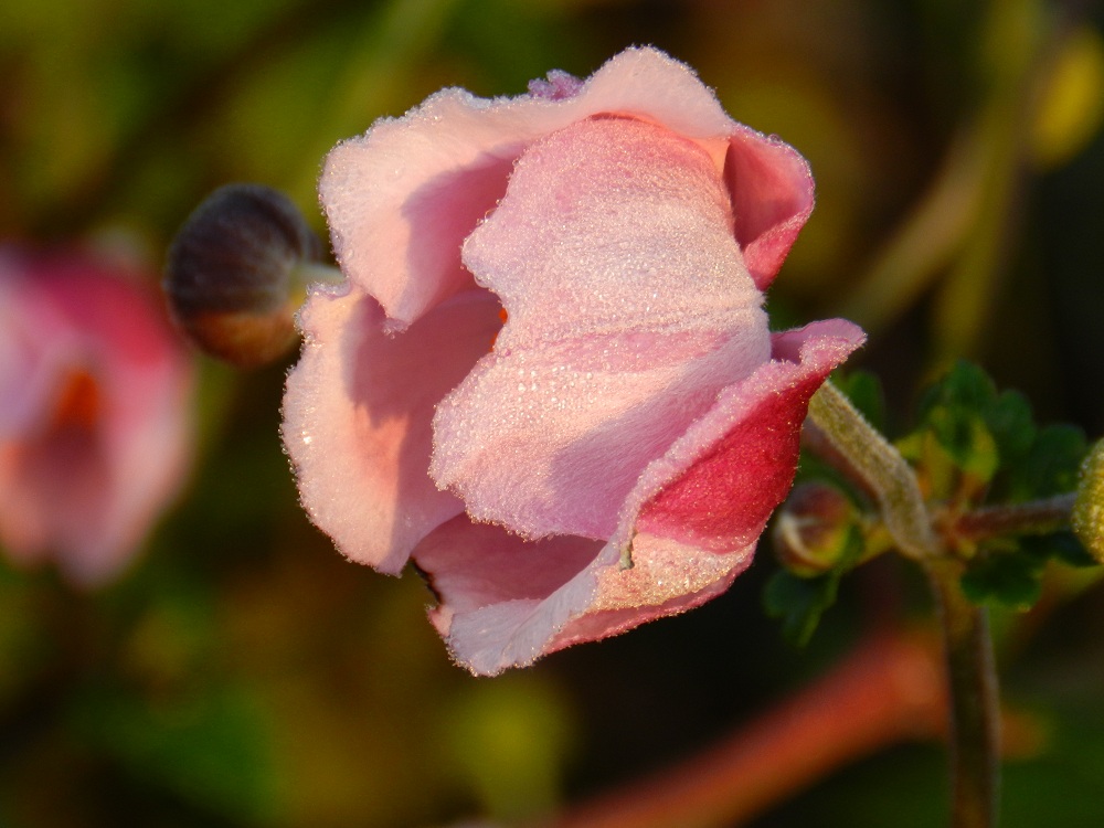Blüte in der Morgensonne mit Tau
